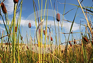 Bulrush_3