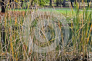 Bulrush in the city park