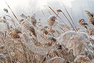 Bulrush in the cold wind