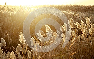 Bulrush field on the water shore