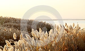 Bulrush field by the waterside photo