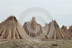 Bulrush harvest