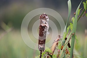 A bulrush head which is starting to disintegrate