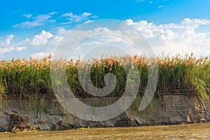 Bulrush on the Irrawaddy river, Mandalay, Myanmar, Burma. Copy space for text.