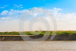 Bulrush on the Irrawaddy river, Mandalay, Myanmar, Burma. Copy space for text.