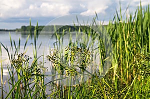 Bulrush and its bunches of small spikelets. The Biserovo lakefront, Moscow region.