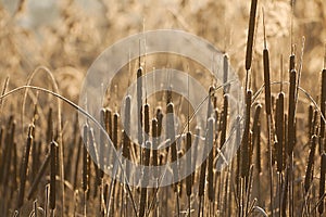 Bulrush on the lakeside