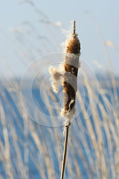 Bulrush near water