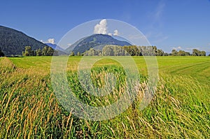 Bulrush by a pasture