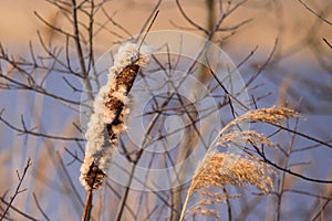 Bulrush plant, Typha latifolia