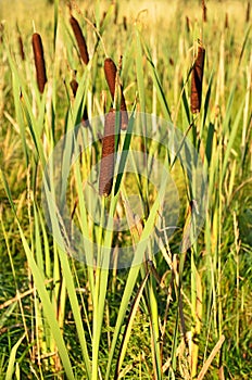 Bulrush plants