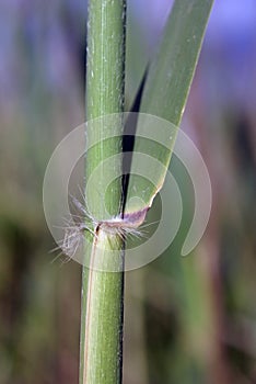 Bulrush, reed