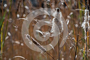 Bulrush. Reedmace ove sun rays