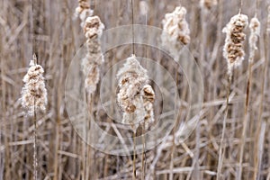 Bulrush reeds in a marshy wilderness area