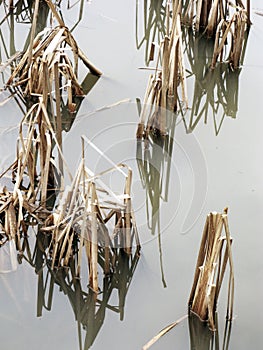 Bulrush Reeds with Reflections.
