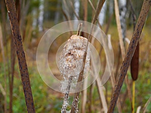 Bulrush with seeds