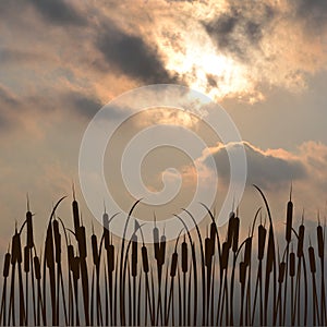 Bulrush silhouette against cloudy sky