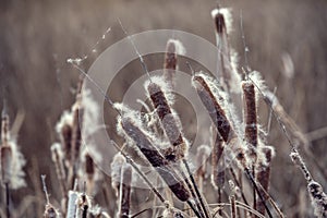 Bulrush stems