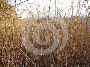 Bulrush and sun