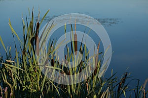 Bulrush Typha latifolia