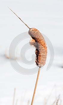 Bulrush - Typha latifolia - Seedpod