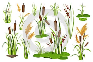 Bulrush and water plants objects mega set in graphic flat design. Vector illustration