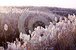 bulrush on the water shore