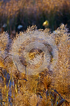 Bulrush in winter sunset