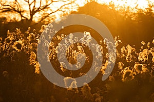 Bulrush of Xixi Wetland