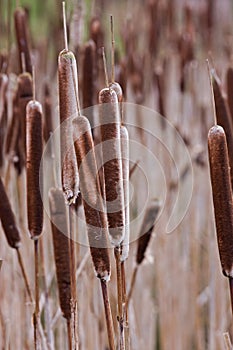 Bulrushes photo