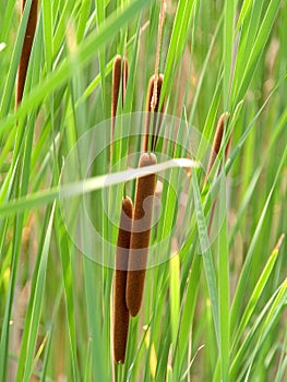 Bulrushes