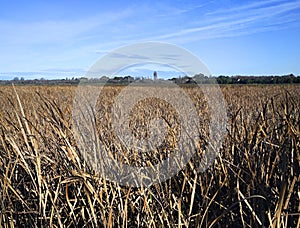 Bulrushes Background, Travis Wetlands, Christchurch, New Zealand photo