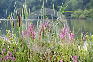 Bulrushes Cattails and Flowers