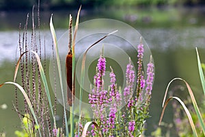 Bulrushes Cattails and Flowers