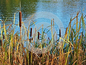 Bulrushes growing beside a pond photo