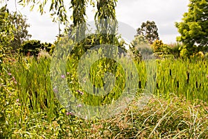 Bulrushes in sea of green photo