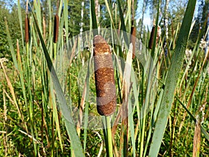 Bulrushes