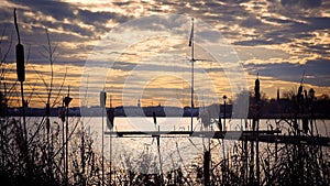 Bulrushes silhouetted against a lake at sunset photo