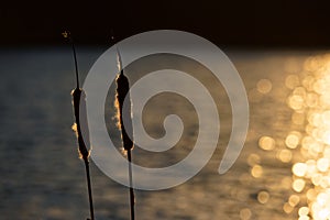 Bulrushes by Sunkissed Water photo