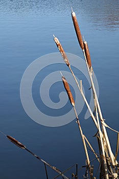 Bulrushes photo