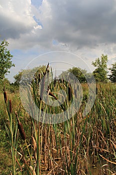Bulrushes Under A Cloudy Sky