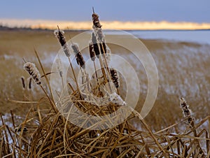 Bulrushes in winter on a lake shore photo