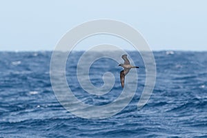 A Bulwer`s Petrel seabird, Bulweria bulwerii.