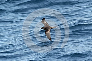 A Bulwer`s Petrel seabird in flight over the ocean.