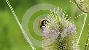 Bumbble-bees on a Dipsacus sativus thistle flower in the summer