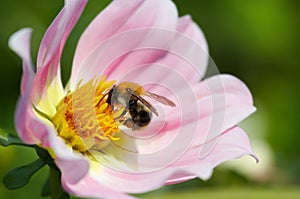 Bumble-bee