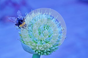 Bumble bee allium flower