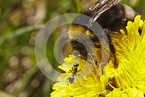 Bumble-bee and ant together on flower