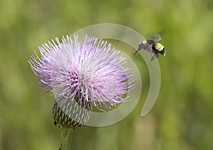 Bumble Bee approaching Milk Thistle