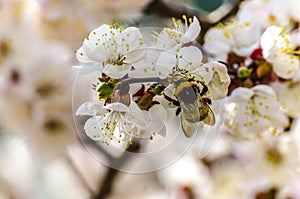 Bumble Bee on an Apricot Tree Flower